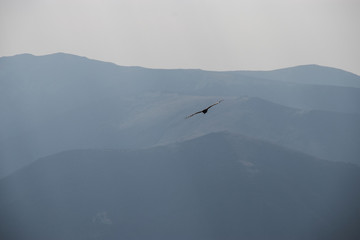bird silhouette flying over mountains