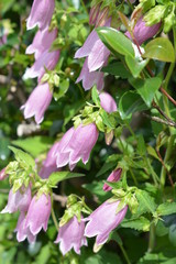 季節の花。ホタルブクロ。ピンクの花、薄紫。可憐で丈夫、増える。家庭園芸、ガーデニングイメージ素材