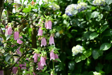 季節の花。ホタルブクロ。ピンクの花、薄紫。可憐で丈夫、増える。家庭園芸、ガーデニングイメージ素材