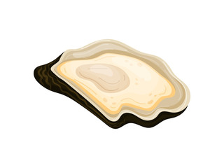 Black open striped oyster shell. Vector illustration on white background.