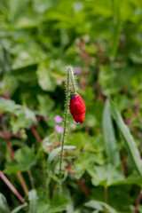 red dry flower in grass
