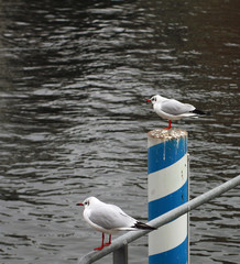 Two seagulls