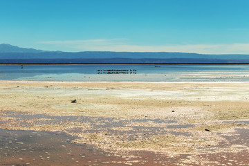 The Chaxa Lagoon with Andean flamingos, flamingo heaven located in the center of the Salar de Atacama, Chile