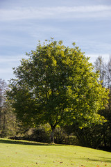tree in the park