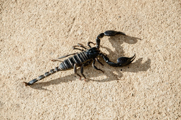Emperor Scorpion on the cement floor,Hard light makes to shadow of Scorpion.