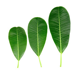 Obraz premium Green leaves of plumeria isolated on white background