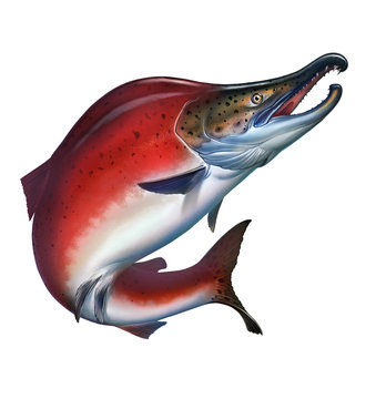 Red salmon on white background jumps out of water, spawning fish, red caviar. Red salmon realistic illustration isolated.