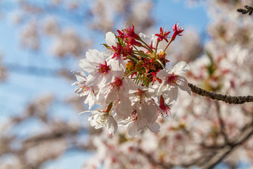 奈良の桜