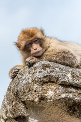 Barbary macaque lies lazily on a stone in the sun