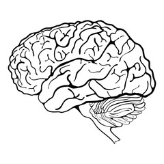 human_brain_1