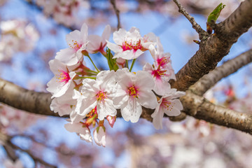 奈良の桜