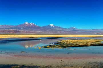 The Chaxa Lagoon with Andean flamingos, flamingo heaven located in the center of the Salar de Atacama, Chile