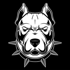 Obraz premium pitbull_1