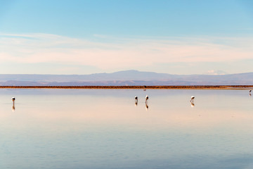 The Chaxa Lagoon with Andean flamingos, flamingo heaven located in the center of the Salar de Atacama, Chile