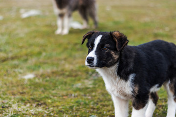 cute black and white puppy