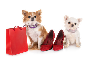 chihuahuas in studio