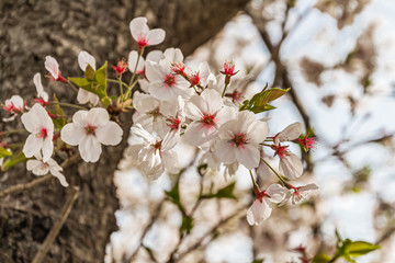奈良の桜