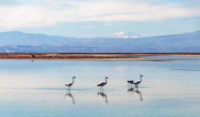 The Chaxa Lagoon with Andean flamingos, flamingo heaven located in the center of the Salar de Atacama, Chile