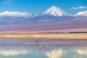 The Chaxa Lagoon with Andean flamingos, flamingo heaven located in the center of the Salar de Atacama, Chile © nomadkate