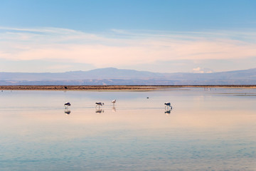 The Chaxa Lagoon with Andean flamingos, flamingo heaven located in the center of the Salar de Atacama, Chile