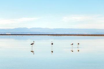 The Chaxa Lagoon with Andean flamingos, flamingo heaven located in the center of the Salar de Atacama, Chile