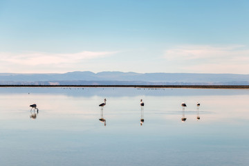 The Chaxa Lagoon with Andean flamingos, flamingo heaven located in the center of the Salar de Atacama, Chile
