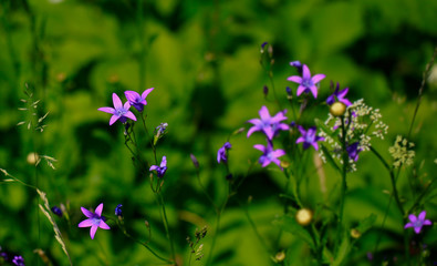 First spring wild flower close-up,wildflower meadow at the heyday.