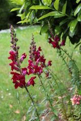 Löwenmaul blüht im Garten