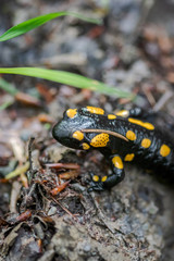 black and yellow salamander closeup
