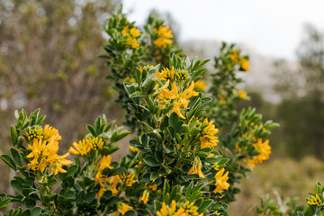 yellow flower bush