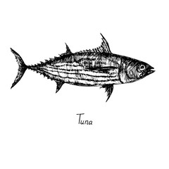 Skipjack tuna (balaya, aku, arctic bonito, mushmouth, oceanic bonito, striped tuna, victor fish) with inscription, hand drawn doodle sketch, isolated vector outline illustration