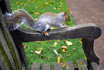Squirrel in London park running along armrest of wooden bench.