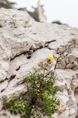 yellow flower against white rock