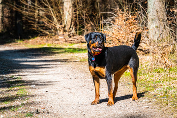 Rottweiler
