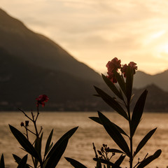red flowers at sunset on italian lake