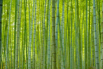 Kussenhoes 日本,竹林 © 敢治 林