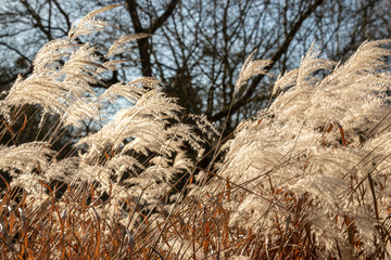 Fototapeta premium Field of weed grasses in the sun