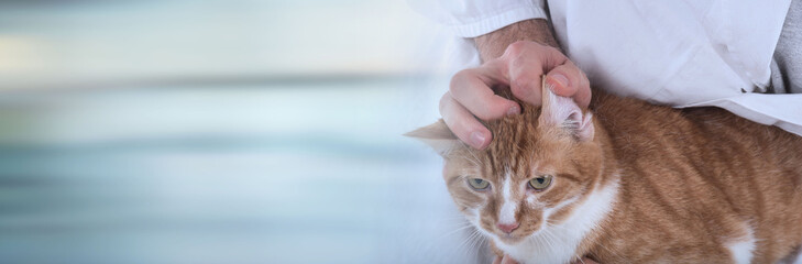 Veterinarian examining a cat; panoramic banner