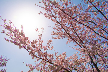 Beautiful cherry blossom or sakura in spring time ,Japan.