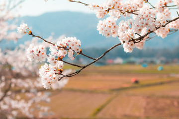 Beautiful cherry blossom sakura in spring time  in Japan.