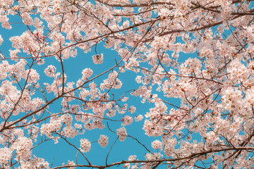 Beautiful cherry blossom sakura in spring time with sky  background in Japan.