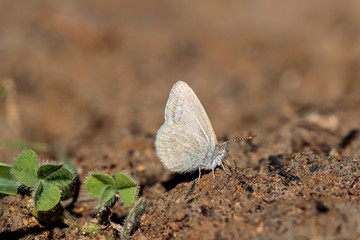 A Common Grass Blue Butterfly