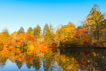 Fototapeta na wymiar Beautiful Japan autumn at Kumoba Pond or Kumoba ike of Karuizawa ,Nagano Prefecture Japan.