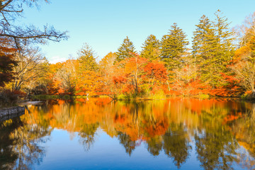 Beautiful Japan autumn at Kumoba Pond or Kumoba ike of Karuizawa ,Nagano Prefecture Japan.