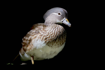 Beautiful portrait of Mandarin duck (Aix galericulata)