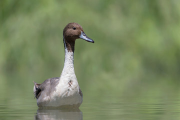 The Noerthern pintail (Anas acuta)