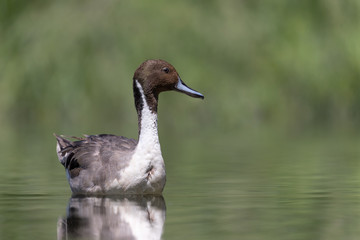 The Noerthern pintail (Anas acuta)
