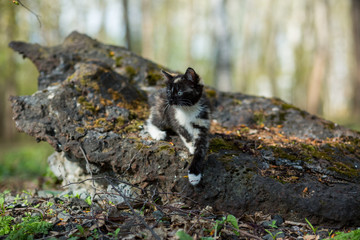 Small kitten of tortoiseshell color in the park creeps over a stone overgrown with moss