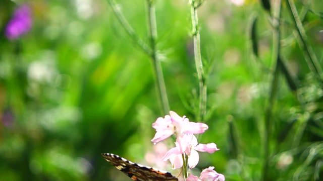 Butterfly and flowers. Slow motion.
