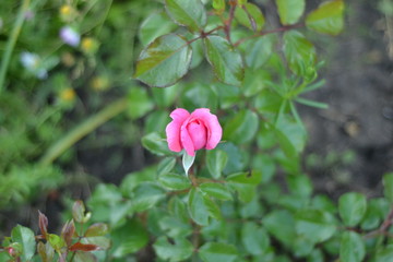 Rose Charlie is incredibly beautiful. And it is not surprising, because this flower is the embodiment of cheerfulness and optimism.